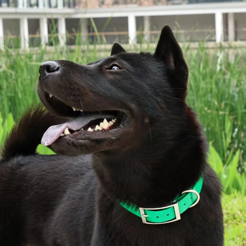 Collare per Cani in TPU Resist - Outdoor Hunting Dogs recensione e prezzo